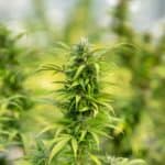 What Is Cannabis Budder?